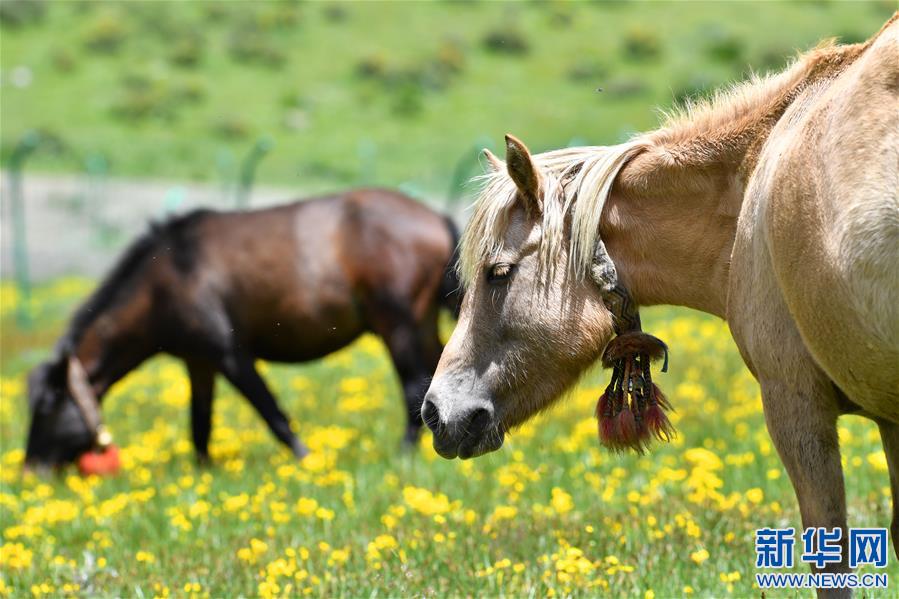 (新華視界)(4)嘉乃玉錯的悠閑時光