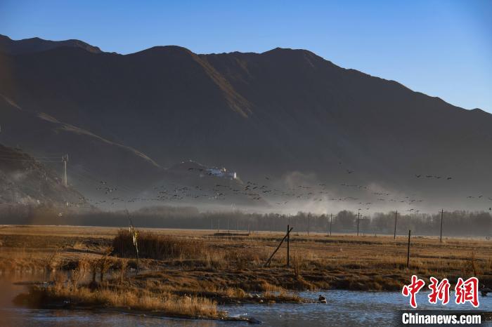 圖為拉薩市林周縣境內飛翔的候鳥。 貢嘎來松 攝