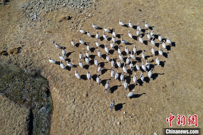 圖為拉薩市林周縣境內越冬的候鳥。 貢嘎來松 攝