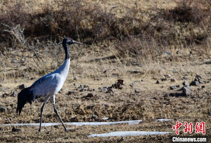 圖為一只黑頸鶴在拉薩市林周縣境內田間覓食。 貢嘎來松 攝