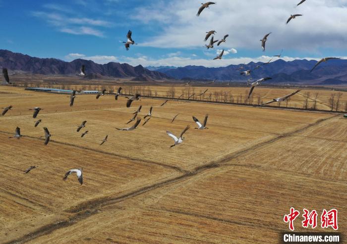 圖為黑頸鶴在拉薩市林周縣境內飛翔。 貢嘎來松 攝