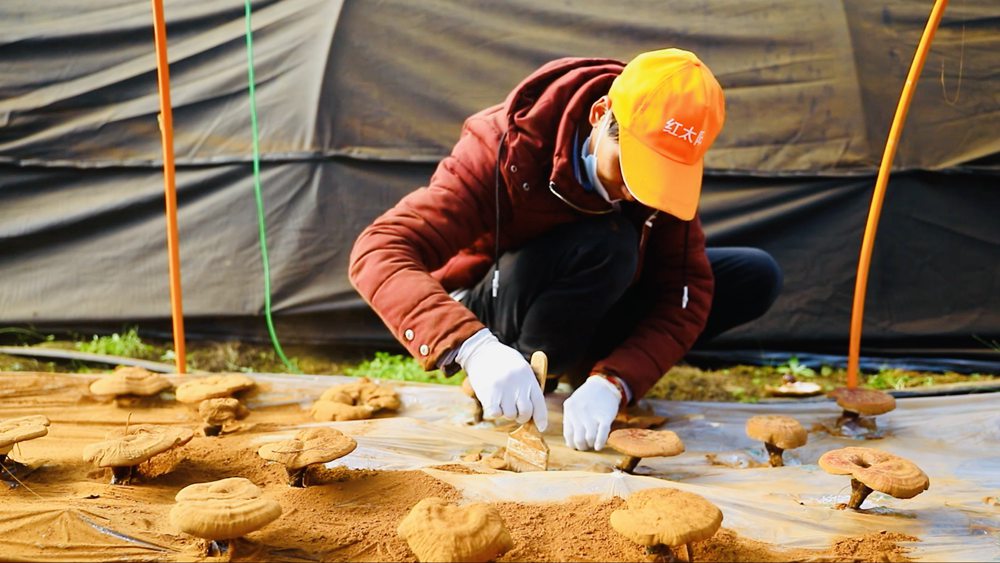 采收靈芝孢子粉。