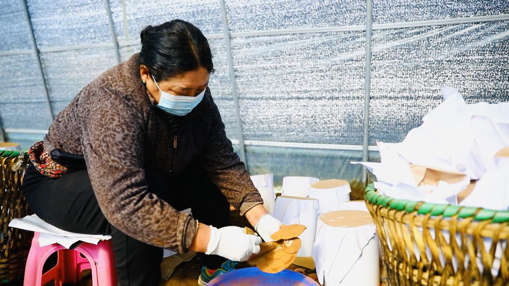 采收靈芝孢子粉。