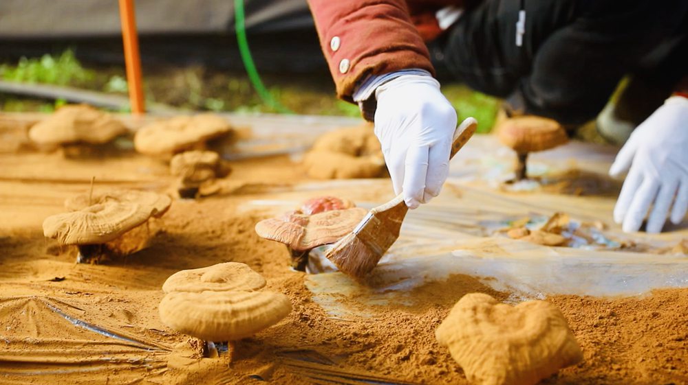 采收靈芝孢子粉。