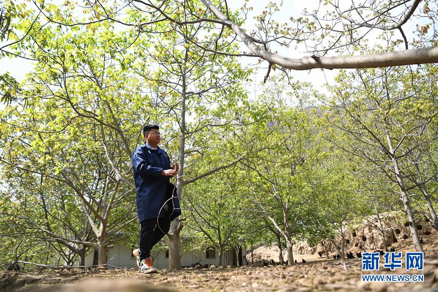 (脫貧攻堅·圖片故事)(1)“90后新農人”的返鄉致富路