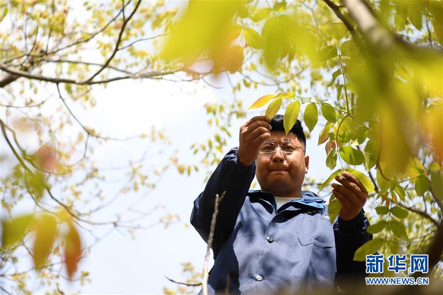 (脫貧攻堅·圖片故事)(4)“90后新農人”的返鄉致富路