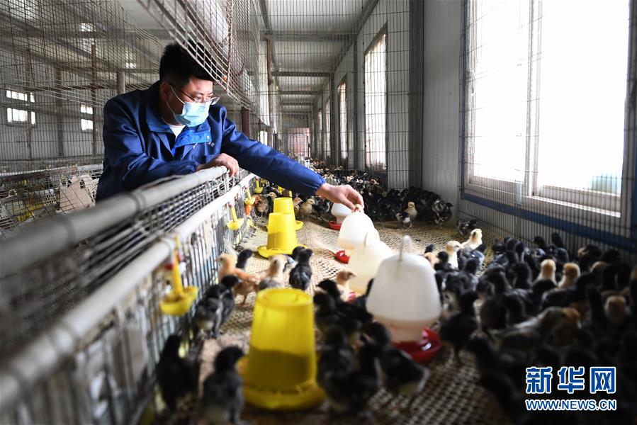 (脫貧攻堅·圖片故事)(6)“90后新農人”的返鄉致富路