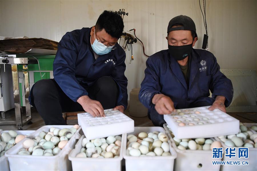 (脫貧攻堅·圖片故事)(7)“90后新農人”的返鄉致富路