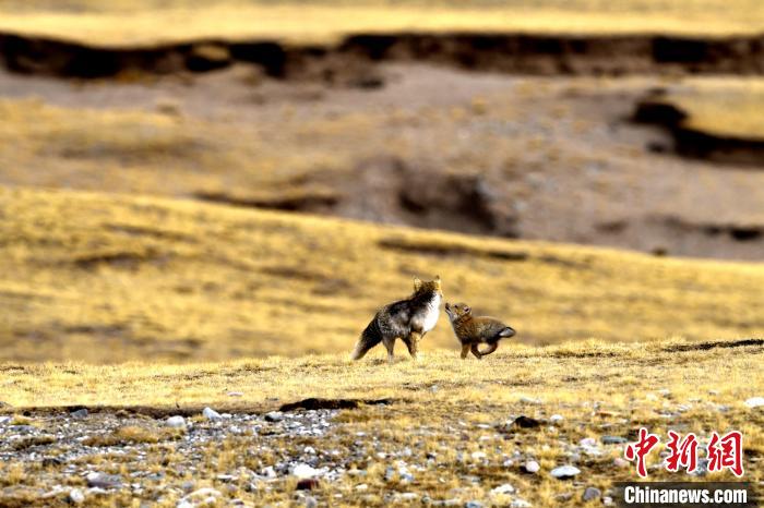 來自媽媽的愛!高原藏狐母子嬉戲畫面暖人心