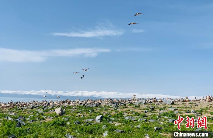 探訪鳥島關停兩年后：人去鳥來生態轉好