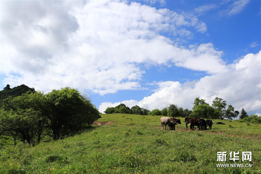 （新華視界）（4）甘肅舟曲：夏日藏鄉畫中景