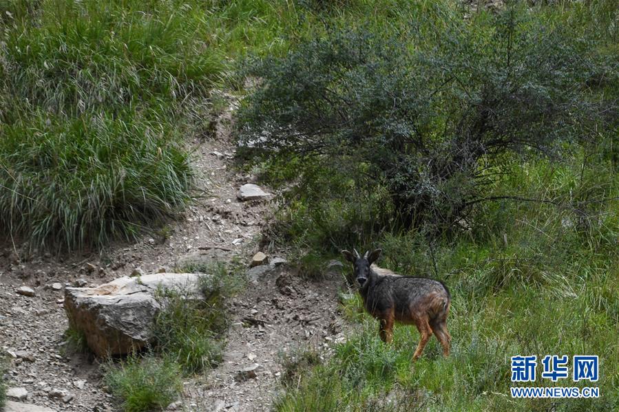 (環境)(2)中華鬣羚現身青海玉樹