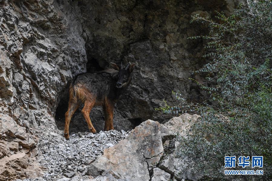 (環境)(3)中華鬣羚現身青海玉樹
