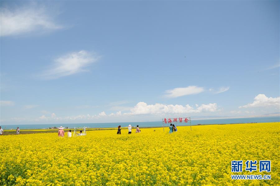 (新華全媒頭條·圖文互動(dòng))(8)大湖見(jiàn)證 ——持續(xù)保護(hù)讓青海湖生態(tài)華麗“蝶變”