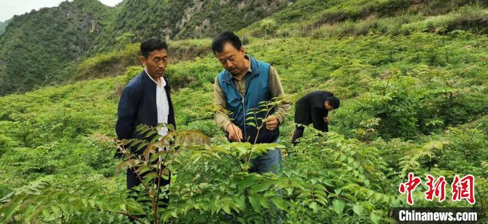 圖為張金利調研適合阿拉村種植的農作物，經過不斷改良技術后，產量大大提高。(資料圖)甘肅省水利廳供圖