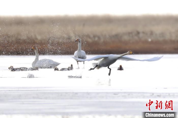 四川省阿壩州若爾蓋縣麥溪鄉(xiāng)的大天鵝。 安源 攝