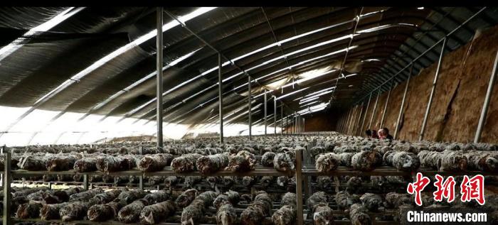 甘肅天祝特色產業群引農戶“人盡其才”“一戶一策”興鄉村