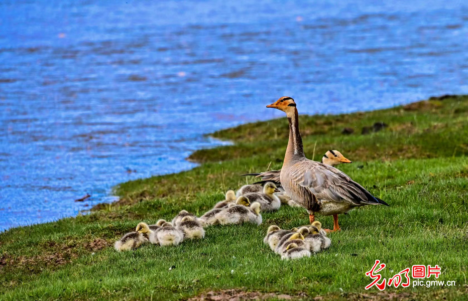 三江源國家公園正式設立，這是青海生態文明建設的新答卷