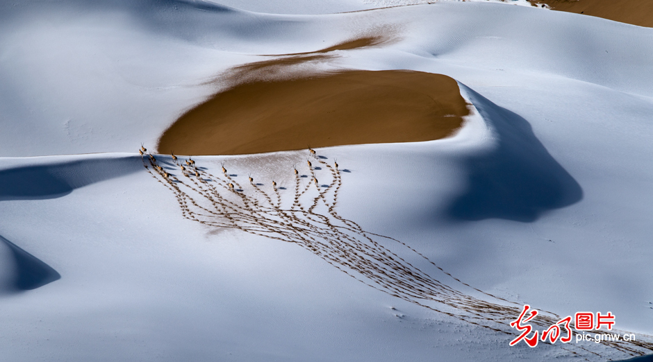 三江源國家公園正式設(shè)立,這是青海生態(tài)文明建設(shè)的新答卷