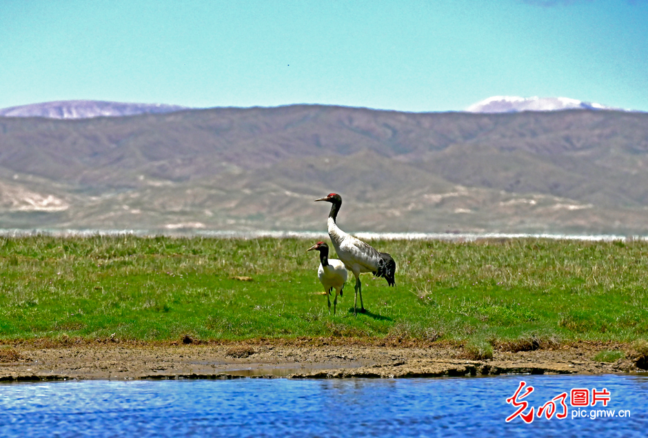 三江源國家公園正式設(shè)立,這是青海生態(tài)文明建設(shè)的新答卷