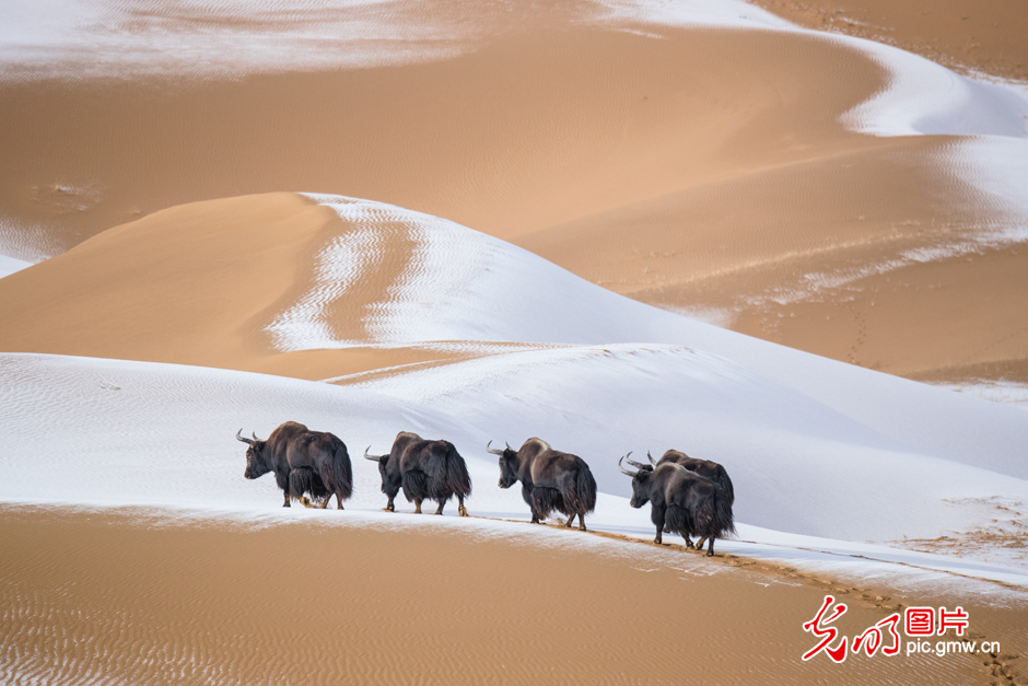 三江源國家公園正式設(shè)立,這是青海生態(tài)文明建設(shè)的新答卷