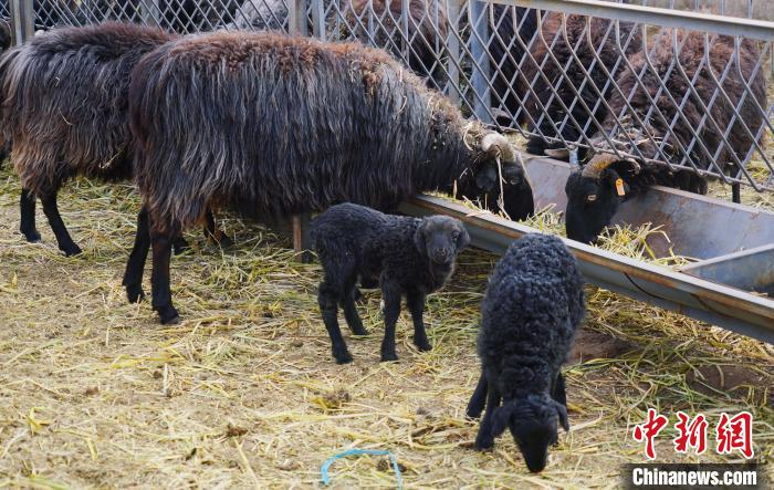 圖為黑藏羊及小羊羔正在吃草?！●R銘言 攝