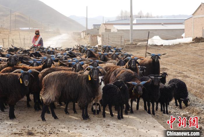 圖為牧民家的黑藏羊?！●R銘言 攝