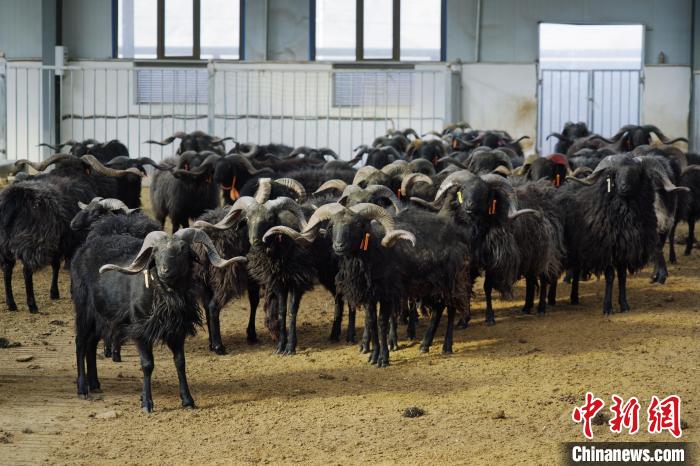 圖為黑藏羊?！●R銘言 攝