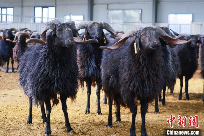 圖為黑藏羊?！●R銘言 攝