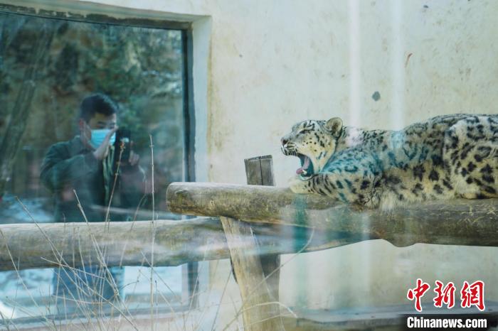 圖為雪豹“奶爸”史壽軍正在直播。 馬銘言 攝