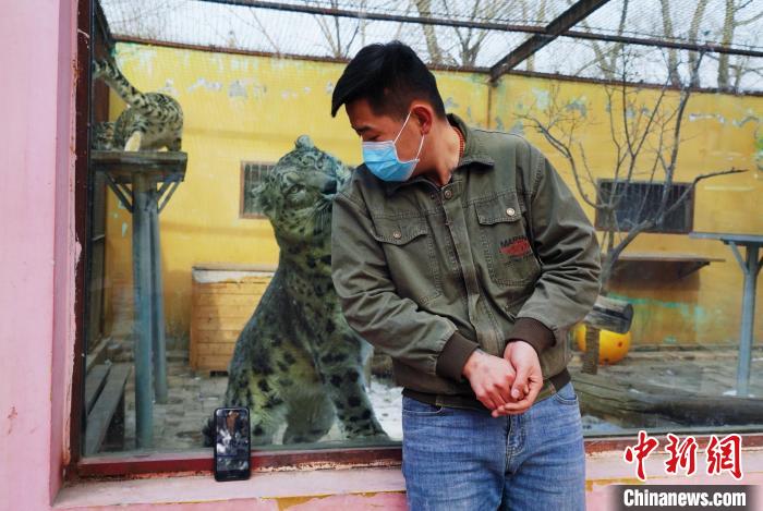 圖為雪豹“奶爸”史壽軍直播休息時與雪豹互動。 馬銘言 攝