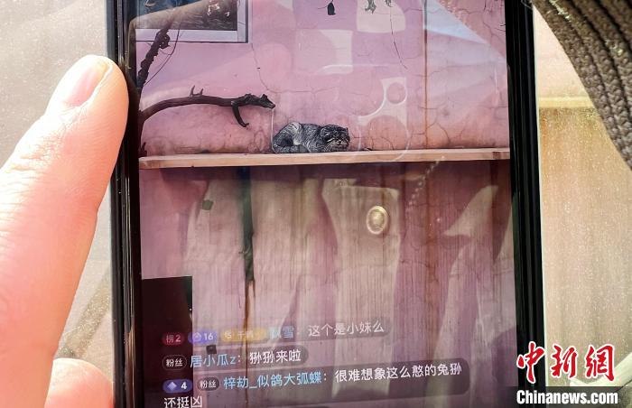 圖為雪豹“奶爸”史壽軍正在直播。 馬銘言 攝