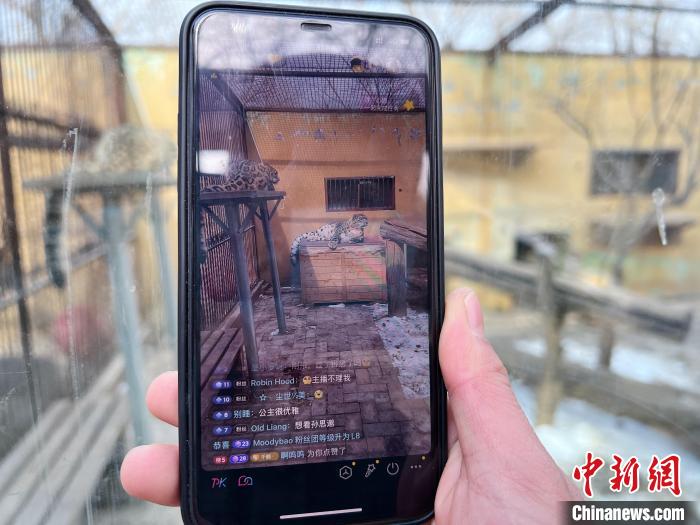 圖為雪豹“奶爸”史壽軍正在直播。 馬銘言 攝