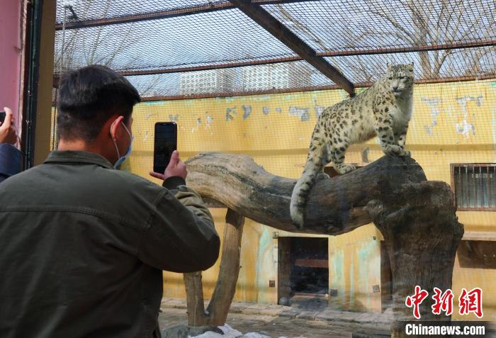 圖為雪豹“奶爸”史壽軍正在直播。 馬銘言 攝