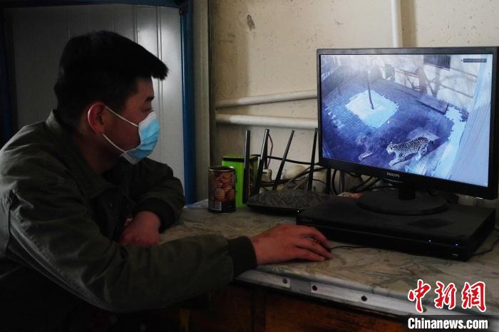 圖為雪豹“奶爸”史壽軍通過監控察看雪豹情況。 馬銘言 攝