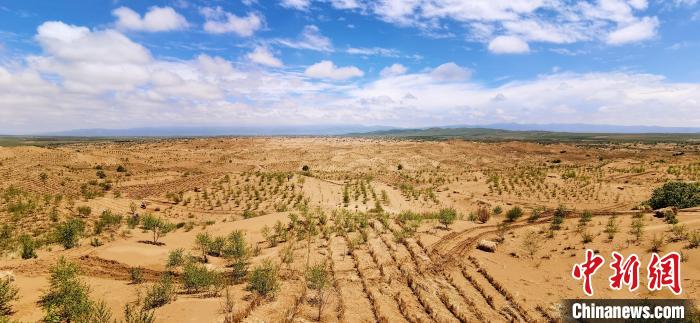 資料圖為貴南縣黃沙頭的防沙治沙草方格。 祁增蓓 攝