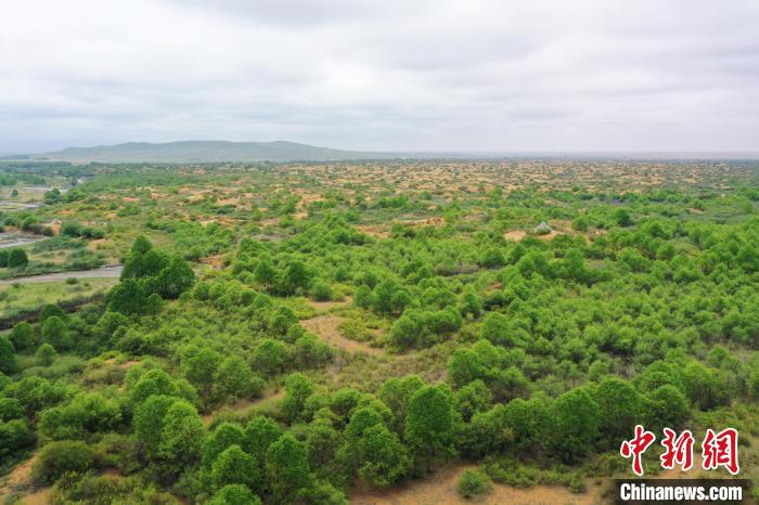 資料圖為航拍黃沙頭防沙治沙區植被。 祁增蓓 攝