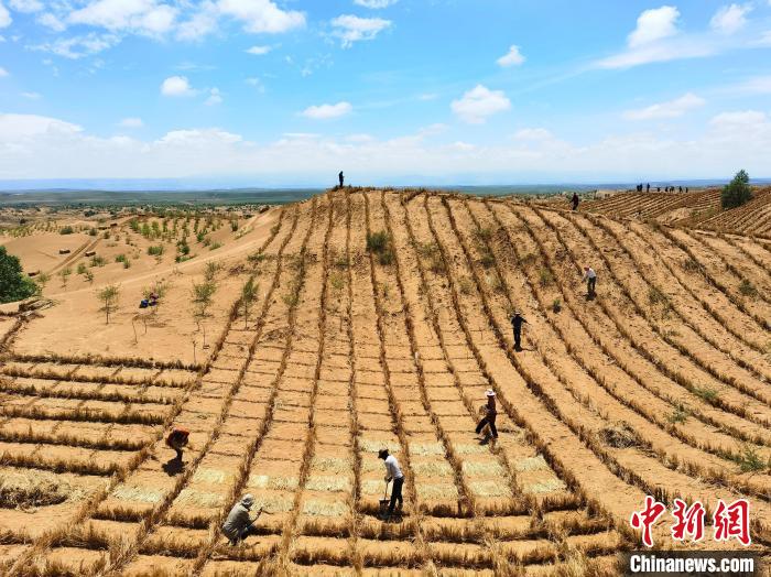 青海海南治沙復綠60余載:從“沙進人退”到“綠進沙退”