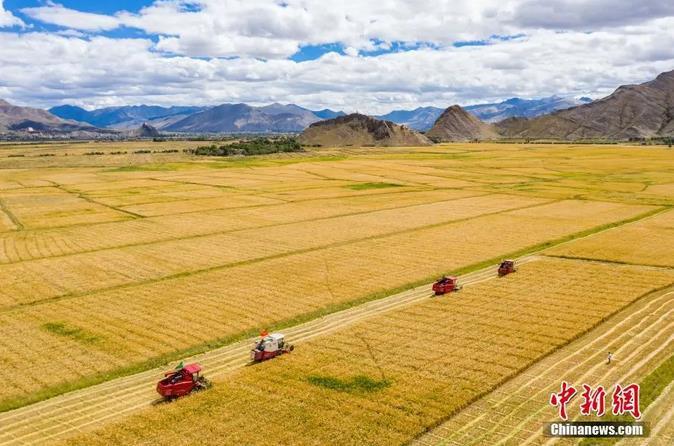 資料圖:西藏日喀則市江孜縣紫金鄉(xiāng)努堆村村民利用收割機收青稞。<a target='_blank' ><p align=
