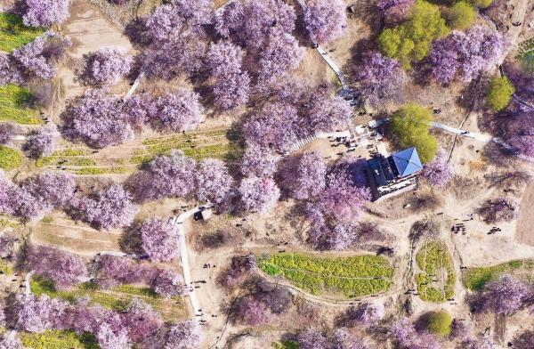 世外桃源!一組圖告訴你,西藏林芝桃花能有多美