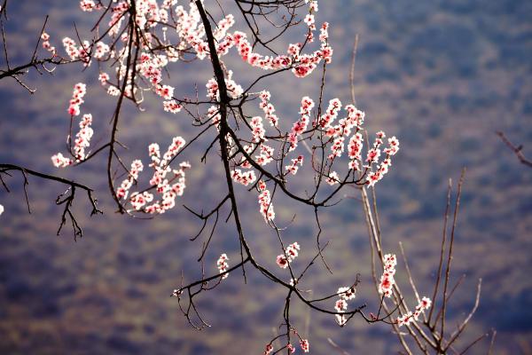 世外桃源!一組圖告訴你,西藏林芝桃花能有多美