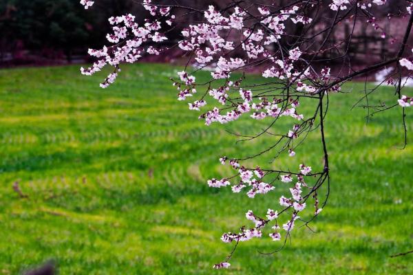 世外桃源!一組圖告訴你,西藏林芝桃花能有多美