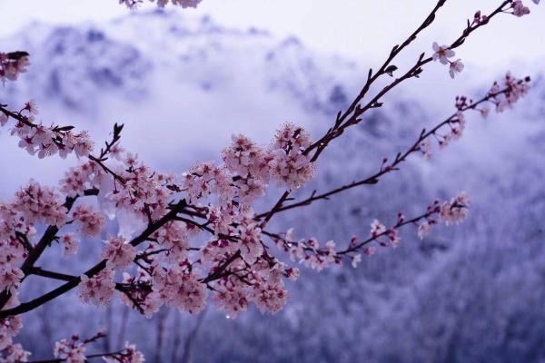 世外桃源!一組圖告訴你,西藏林芝桃花能有多美