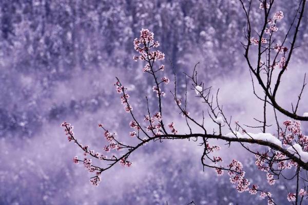 世外桃源!一組圖告訴你,西藏林芝桃花能有多美