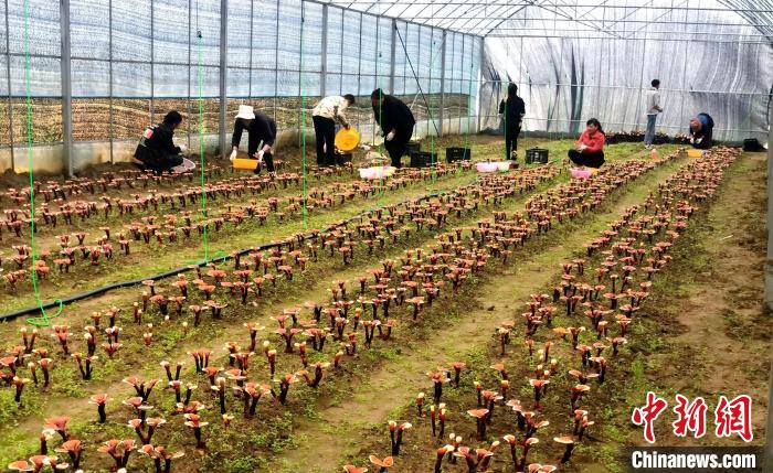 西藏米林“家庭農場”:引領種植產業助力鄉村振興