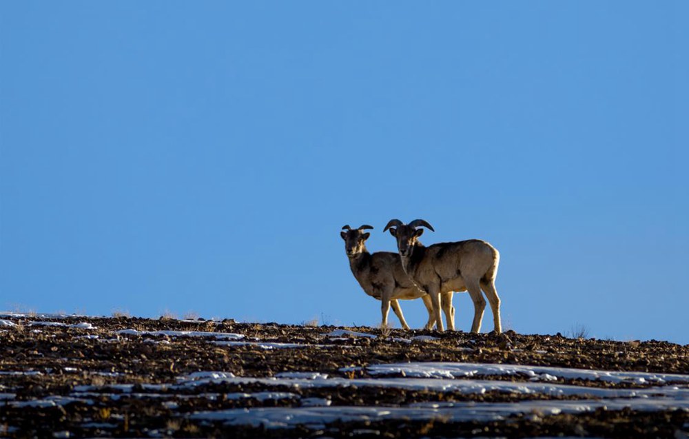 盤羊。金阿次仁攝