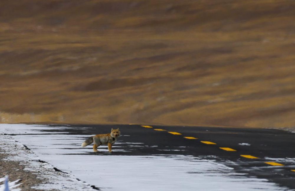 藏狐。金阿次仁攝