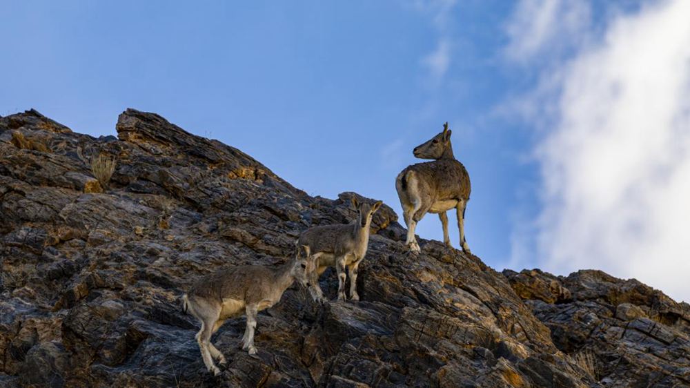 巖羊。金阿次仁攝