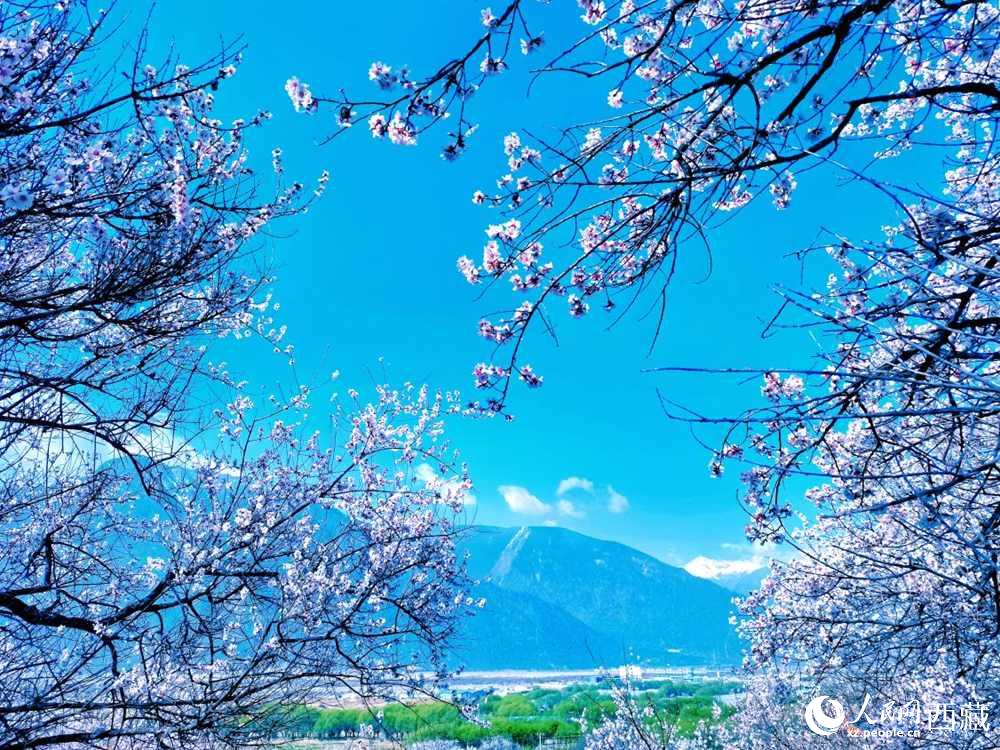 桃花在藍天白云的映襯下分外好看。人民網 李海霞攝