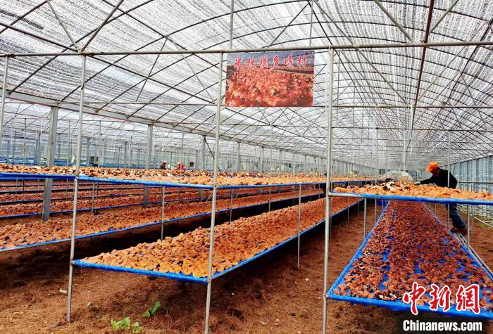 圖為紅太陽科技示范家庭農場采收的靈芝。 平措旺青供圖